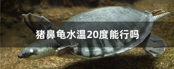 豬鼻龜狀態不好怎么辦：豬鼻龜生病了怎么辦