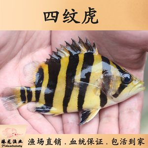 四紋虎魚繁殖期飼料選擇，四紋虎魚在繁殖期間應(yīng)選擇多樣化的飼料營養(yǎng)搭配