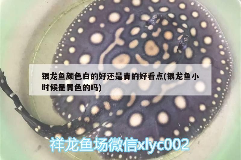 銀龍魚顏色白的好還是青的好看點(銀龍魚小時候是青色的嗎)