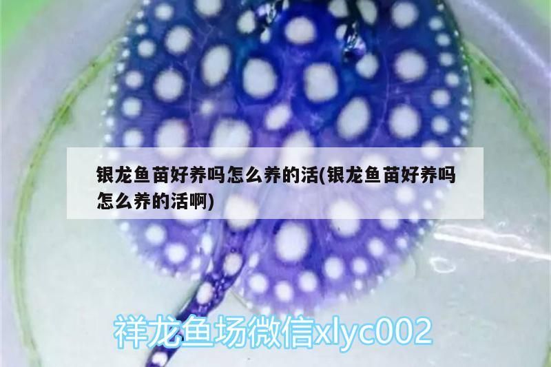 銀龍魚苗好養(yǎng)嗎怎么養(yǎng)的活(銀龍魚苗好養(yǎng)嗎怎么養(yǎng)的活啊)