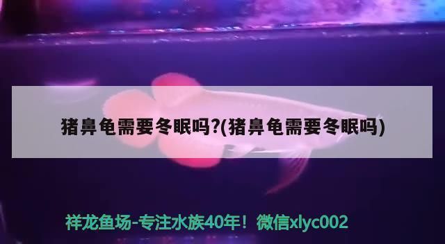 豬鼻龜溫度多少合適冬眠：豬鼻龜不需要冬眠嗎，