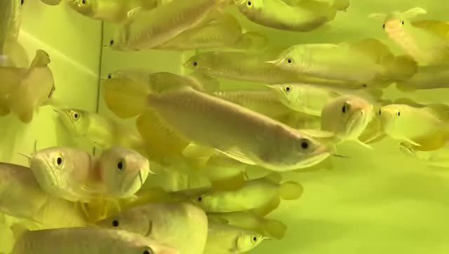 辦公室養魚有什么講究（辦公室養魚風水學）