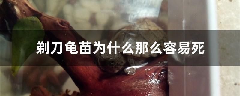 湖北魚(yú)缸廠(chǎng)家電話(huà)地址（ 湖北魚(yú)缸廠(chǎng)家電話(huà)地址及電話(huà)）