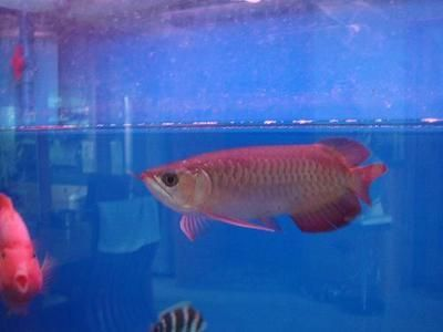 紅龍幼魚(yú)適合的溫度