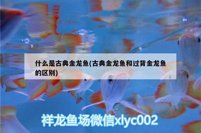 什么是古典金龍魚(古典金龍魚和過背金龍魚的區別)