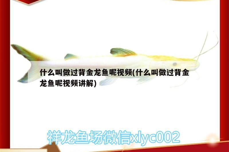 什么叫做過背金龍魚呢視頻(什么叫做過背金龍魚呢視頻講解)