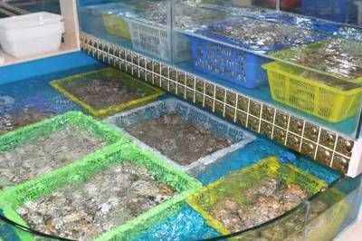 水族館從哪里進貨的（廣州花地灣市場水族產品特色）