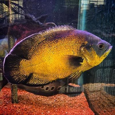 最漂亮的紅龍魚品種是什么魚：探尋紅龍魚之最，誰為最美？