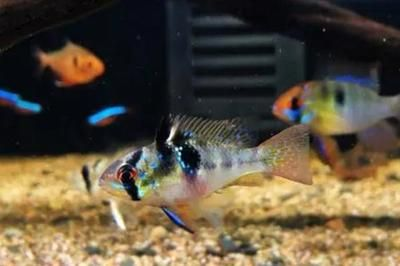元寶鳳凰魚(yú)繁殖期飼料選擇，元寶鳳凰魚(yú)繁殖期飼料選擇元寶鳳凰魚(yú)繁殖期飼料選擇