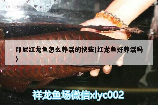 印尼紅龍魚(yú)怎么養(yǎng)活的快些(紅龍魚(yú)好養(yǎng)活嗎) 紅龍魚(yú)百科 第3張 印尼紅龍魚(yú)怎么養(yǎng)活的快些(紅龍魚(yú)好養(yǎng)活嗎) 印尼紅龍魚(yú)怎么養(yǎng)活的快些(紅龍魚(yú)好養(yǎng)活嗎) 紅龍魚(yú)百科 第3張