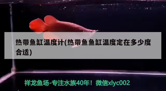 熱帶魚缸溫度計(熱帶魚魚缸溫度定在多少度合適)