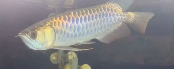過背金龍魚價格表