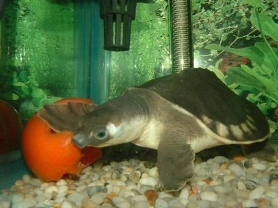 豬鼻龜如何養好活：豬鼻龜怎么養