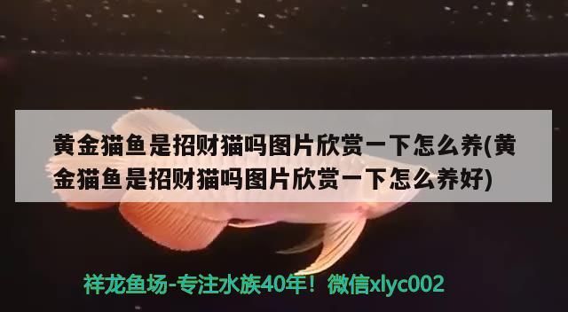 黃金貓魚是招財貓嗎圖片欣賞一下怎么養(黃金貓魚是招財貓嗎圖片欣賞一下怎么養好)