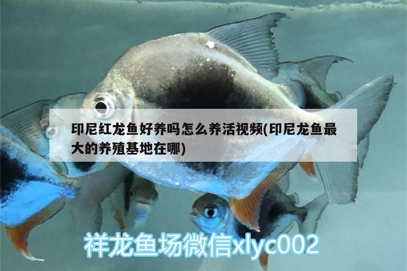 印尼紅龍魚好養嗎怎么養活視頻(印尼龍魚最大的養殖基地在哪)