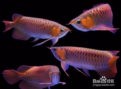 金龍魚適宜水質參數：金龍魚換水頻率及注意事項金龍魚換水頻率及注意事項
