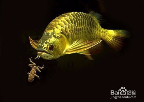 金龍魚適宜水質參數：金龍魚換水頻率及注意事項金龍魚換水頻率及注意事項