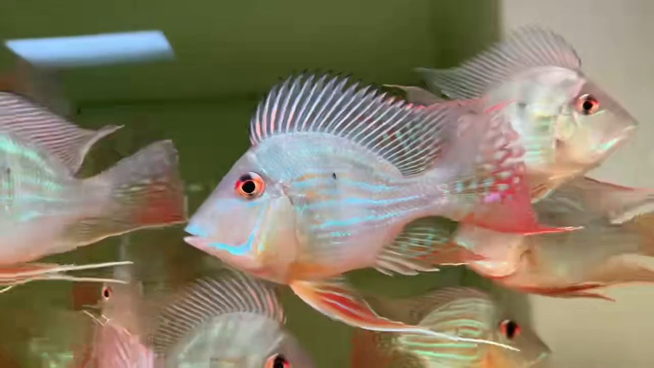 正品元寶鳳凰魚（祥龍魚場）10~12cm13~14cm：元寶鳳凰魚（祥龍魚場）