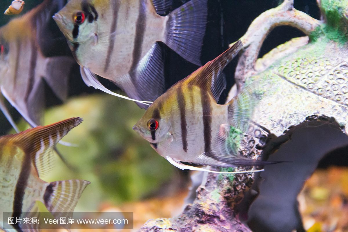 水族館魚類大全名稱圖片大全高清（水族館魚類大全名稱圖片大全）