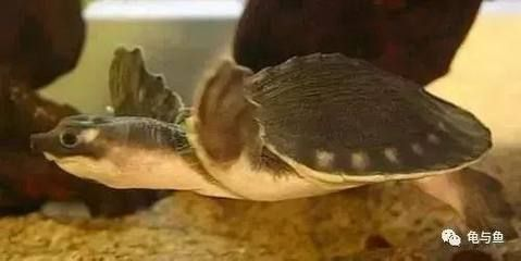 豬鼻龜?shù)娘曫B(yǎng)方法大全：豬鼻龜怎么養(yǎng)