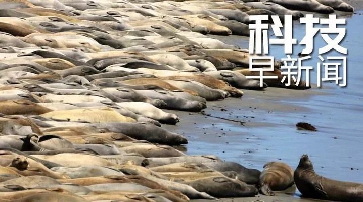 黃金貓是什么魚種類的(金黃的貓是什么品種)