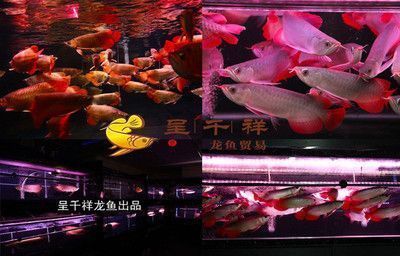 大湖紅龍魚圖片欣賞大全視頻：大湖紅龍魚圖片及欣賞