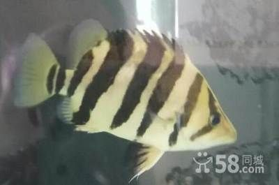 如何監測四紋虎魚繁殖水質，四紋虎魚繁殖期水質管理技巧