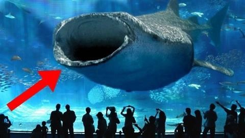 水族館賣魚嗎（水族館日常維護技巧水族館觀賞魚品種介紹） 水族館賣魚嗎（水族館日常維護技巧水族館觀賞魚品種介紹） 水族館百科（水族館加盟） 第5張
