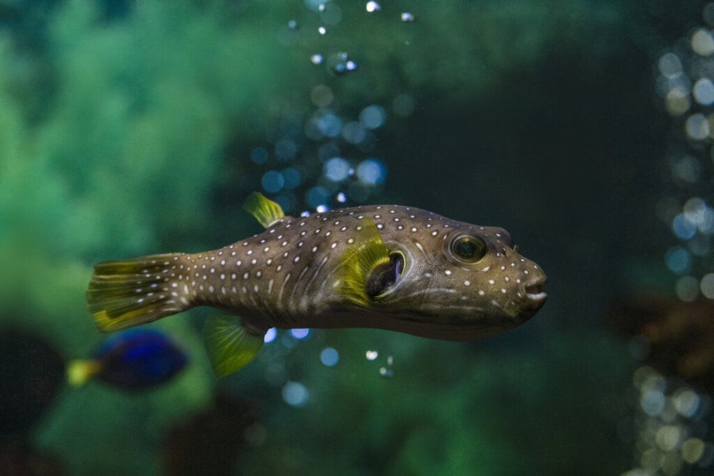 水族館賣魚嗎（水族館日常維護技巧水族館觀賞魚品種介紹） 水族館賣魚嗎（水族館日常維護技巧水族館觀賞魚品種介紹） 水族館百科（水族館加盟） 第6張