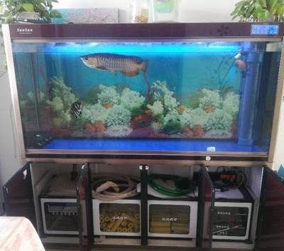 四紋虎魚混養缸環境布置要點，四紋虎魚混養缸環境布置