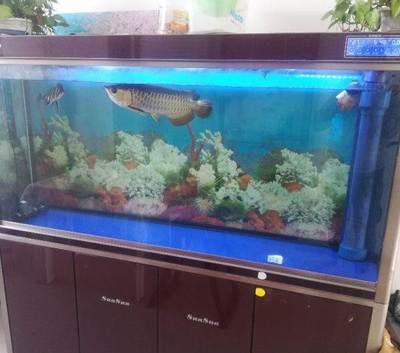 四紋虎魚混養缸環境布置要點，四紋虎魚混養缸環境布置