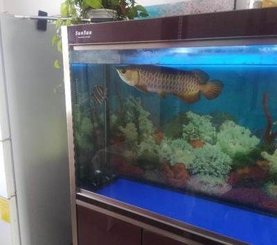 四紋虎魚混養缸環境布置要點，四紋虎魚混養缸環境布置