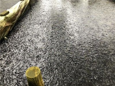 紅龍魚的含義和象征意義(紅龍魚的含義和象征意義圖片)