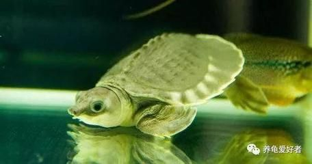 豬鼻龜食譜：光喜暗光,解析豬鼻龜是一種)食性水生爬行動物