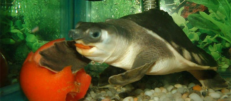 豬鼻龜食譜：光喜暗光,解析豬鼻龜是一種)食性水生爬行動物