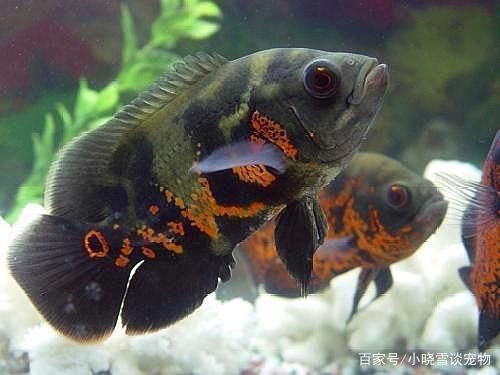 最漂亮的紅龍魚圖片：邂逅那最漂亮的紅龍魚，水中瑰寶的極致魅力