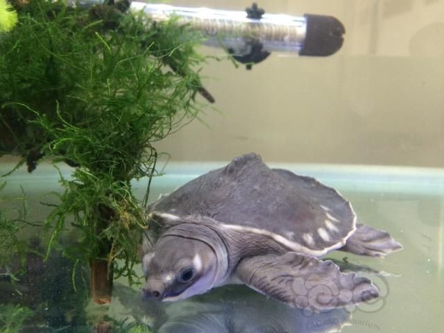 豬鼻龜身上有白斑是咋回事：豬鼻龜身上有白斑是怎么回事