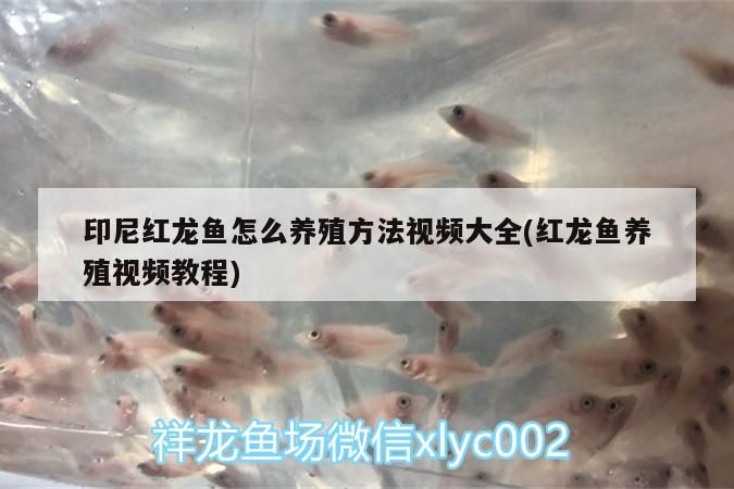 印尼紅龍魚怎么養(yǎng)殖方法視頻大全(紅龍魚養(yǎng)殖視頻教程)
