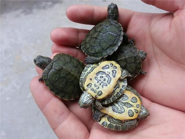 龍魚吃什么都吐出來