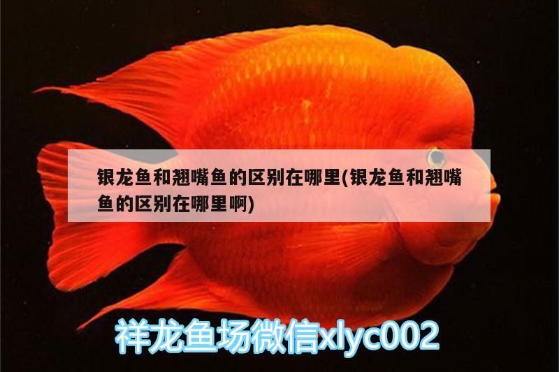 銀龍魚和翹嘴魚的區別在哪里(銀龍魚和翹嘴魚的區別在哪里啊)