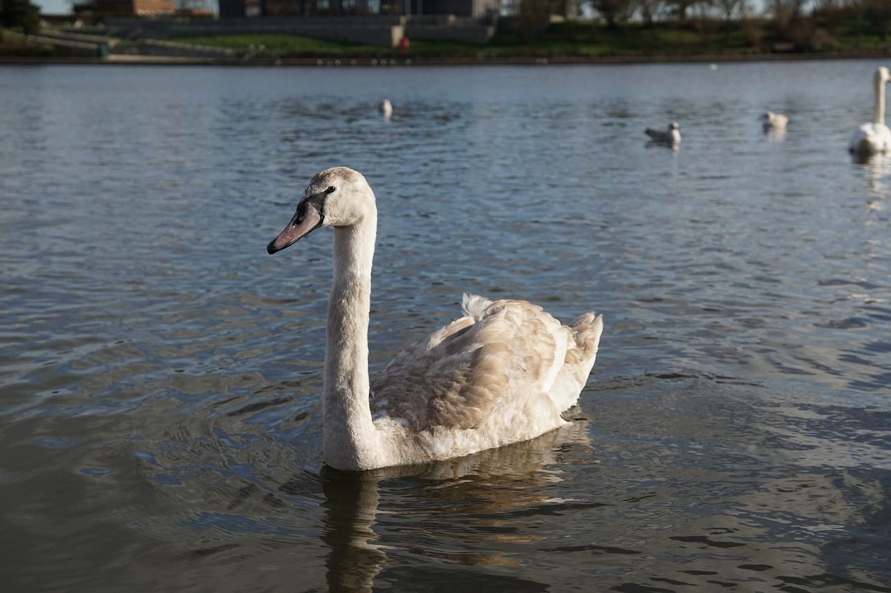 銀龍魚和翹嘴魚的區別在哪里(銀龍魚和翹嘴魚的區別在哪里啊)
