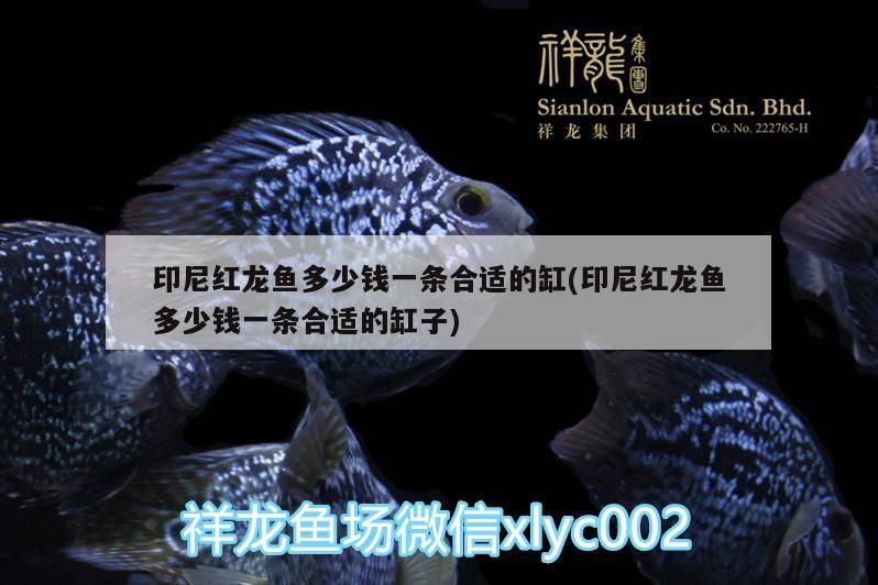 印尼紅龍魚多少錢一條合適的缸(印尼紅龍魚多少錢一條合適的缸子)