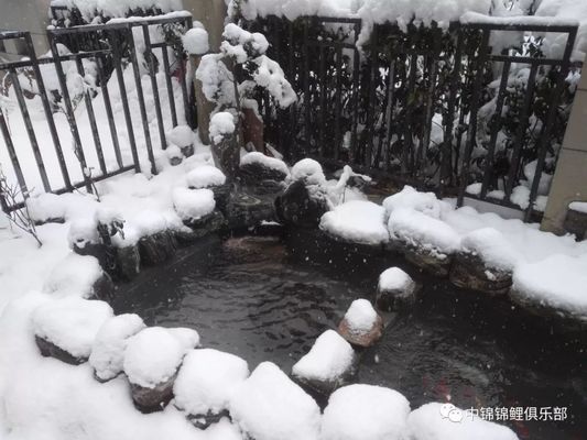 最名貴的龍魚是什么魚圖片：探秘龍魚世界之巔，最名貴龍魚的神秘面紗