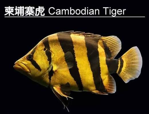泰國虎與印尼虎紋路區(qū)別，泰國虎魚與印尼虎魚在紋路上的區(qū)別