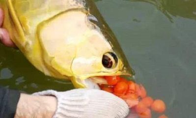 金龍魚繁殖行為的觀察技巧：金龍魚的繁殖行為的觀察技巧 金龍魚繁殖行為的觀察技巧：金龍魚的繁殖行為的觀察技巧 金龍魚百科 第3張