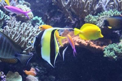 魚寄生蟲會自愈嗎