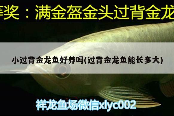 小過背金龍魚好養嗎(過背金龍魚能長多大)