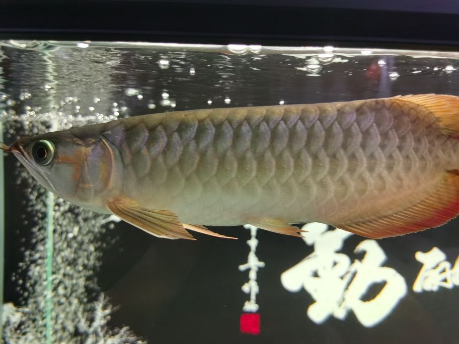 大湖紅龍魚