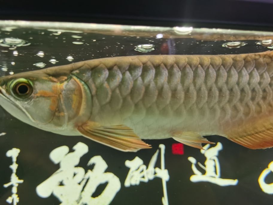 大湖紅龍魚 大湖紅龍魚百科 第4張 大湖紅龍魚 大湖紅龍魚 大湖紅龍魚百科 第4張