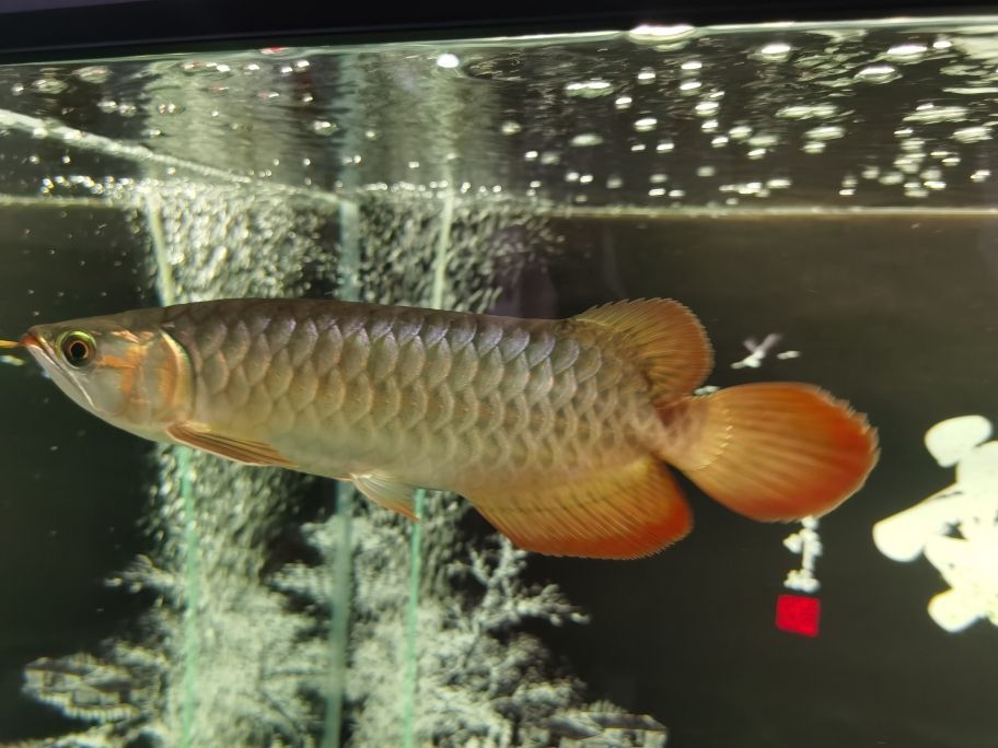 大湖紅龍魚 大湖紅龍魚百科 第5張 大湖紅龍魚 大湖紅龍魚 大湖紅龍魚百科 第5張
